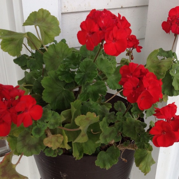 Kathy Krolak - Poshmark Profile Picture of Kathy Krolak (@katcloset) on Poshmark