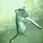 Kim Rosner 👑🤡🐀 - Instagram Profile Picture of Kim Rosner 👑🤡🐀 (@princesscircusrat) on Instagram