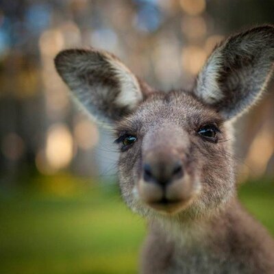 Profile Picture of Miri Ndoj (@MiriNdoj) on Twitter