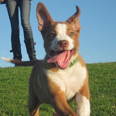 Jacob Rosner - Twitter Profile Picture of Jacob Rosner (@jzrosner) on Twitter