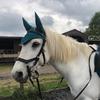 Profile Picture of caitlinroots (@@sc_equestrian) on Tiktok
