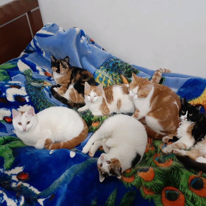 Profile Picture of MR CAT (@paulmouawad1) on Tiktok