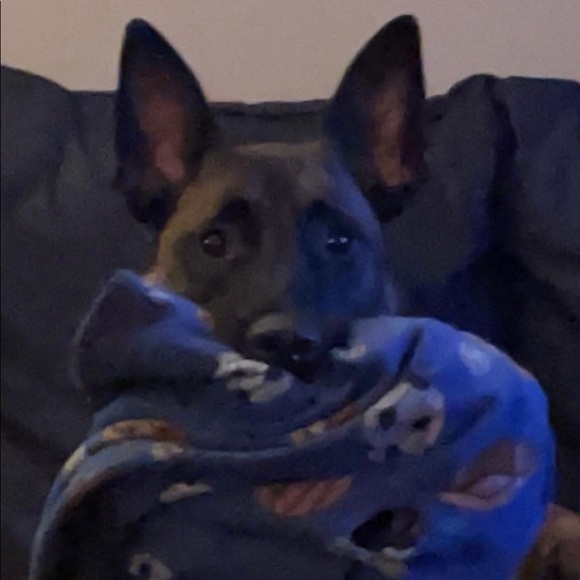 Profile Picture of Jeff Platt (@plattk9) on Poshmark