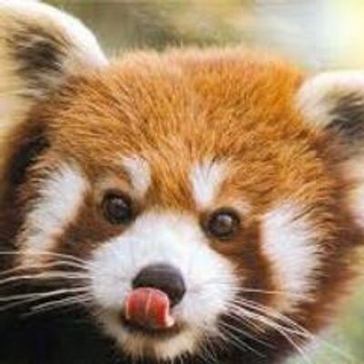 Profile Picture of Joshua Flaherty (@Fluffffs) on Twitter