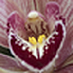 Mike Penrose - Flickr Profile Picture of Mike Penrose (@ocksman) on Flickr