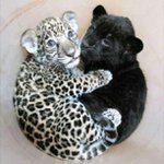 Profile Picture of Adam Beaudin (@leadbiocit) on Instagram