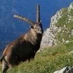 Profile Picture of Caro Thannheimer (@carothannheimer) on Instagram