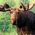 Profile Picture of Bruce Moose (@bruce.moose.1422) on Facebook