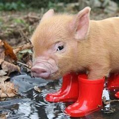 Profile Picture of John Strauss (@jstrauss64) on Twitter