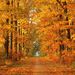 Profile Picture of Kim Sisson (@kasisson) on Pinterest
