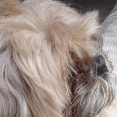 Profile Picture of James hatchwell (@the_dog_fan) on Tiktok