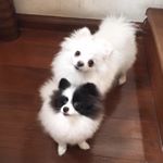Profile Picture of khawpoon&kungfu (@poon.fu) on Instagram