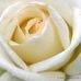 Profile Picture of Signor John (@signor.john.7) on Facebook