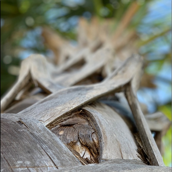 Profile Picture of Mia Melone (@miamelone18) on Poshmark