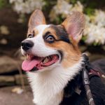 Profile Picture of Casper the Corgi (@caspersploots) on Instagram
