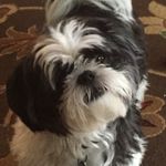 Profile Picture of Michael Sirico (@steelernationrock6) on Instagram