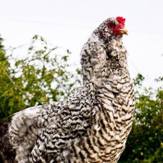 Profile Picture of Herbert Gesperbert (@colin.booth.7731) on Facebook