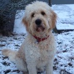 Profile Picture of Scott Cumby (@sandbridgescott) on Instagram