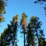 Profile Picture of Sam Dennis (@naughtyweasel) on Instagram