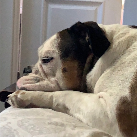 Profile Picture of Lisa Rawlings (@lisarawlings6) on Poshmark