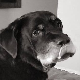 Profile Picture of Hal Reed (@Halpo_VanRabid) on Twitter