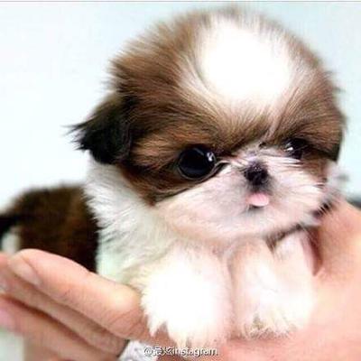 Profile Picture of ... (@YeeVoon1) on Twitter