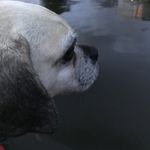 Profile Picture of Joanne ozeransky (@marina.monty) on Instagram