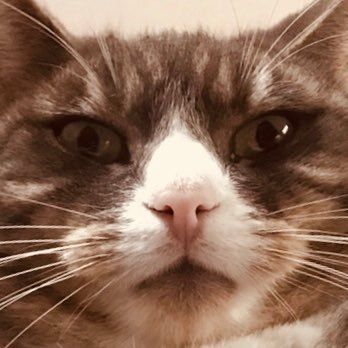 Profile Picture of CPTT (@Cameron_Roche74) on Twitter