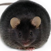 Profile Picture of Zachary Hart (@TheTrueFireFlame) on Youtube