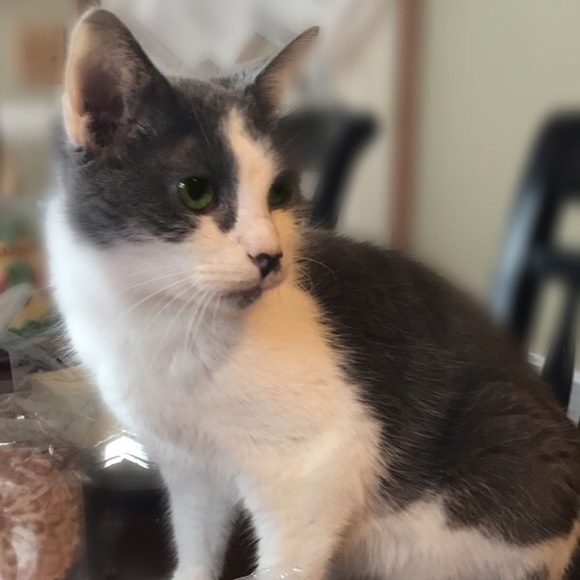 Profile Picture of Danika Beafore (@danikab4) on Poshmark