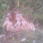 Profile Picture of Martin Åsvold Tømmerås (@maddepadde6) on Instagram