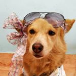 Profile Picture of ŇĂŇĈŶ ŜĂŤĨŜĤ (@my_looney_petszone) on Instagram