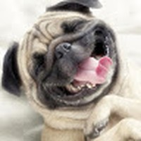 Profile Photo of Darsch Pugs (@darsch-pugs) on Quora