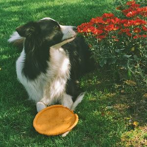 Profile Picture of Miranda Ding538 (@mirandading538) on Tiktok