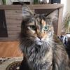 Profile Picture of Cindy Falke (@@cindyfalke) on Tiktok