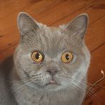 Profile Picture of Wallace (@wherewallaceat) on Instagram