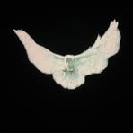 Profile Picture of Christopher Laurence (@Christopher-Laurence) on Facebook