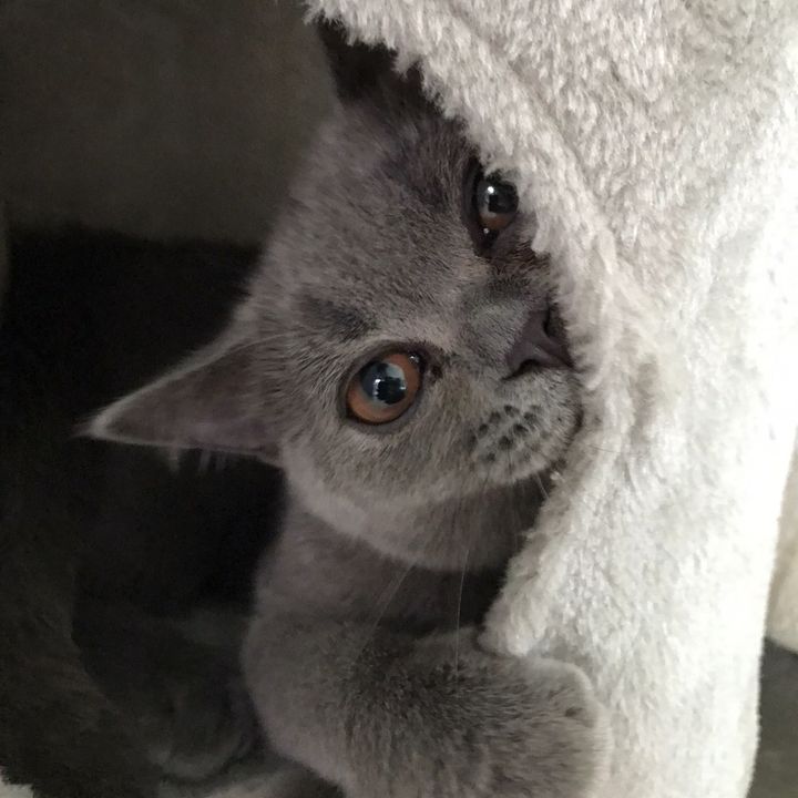 Profile Picture of โคอิ เพ็ทช็อป (@koipetshop) on Tiktok