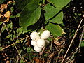 Symphoricarpos - Wikipedia Profile Picture of Symphoricarposon Wikipedia