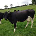 Profile Picture of Patrick Casey (@patrickcasey123) on Instagram