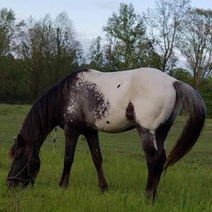 Profile Picture of Scottie Bogue (@scottie.bogue) on Tiktok