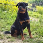Profile Picture of Dexter Smith (@rottie.dexter.dog) on Instagram