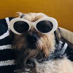 Profile Photo of Jeffrey The Border Terrier (@jeffrey.czerwinski) on Instagram