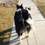 Profile Picture of 🐾Kevin and Doug🐾 (@kevin_and_doug_thecollies) on Instagram