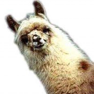 Profile Picture of BOB THE LLAMA (@llamaf0reva) on Twitter