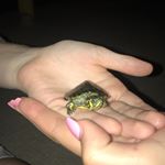 Profile Picture of Myrtle Lee Wilson-Davis (@myrtle_the_turtle1018) on Instagram