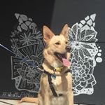 Profile Picture of Joseph Garvin (@crockpotboys_) on Instagram