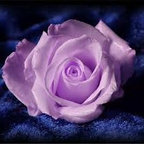 Profile Picture of Janet Barrett (@JanetBa63196366) on Twitter