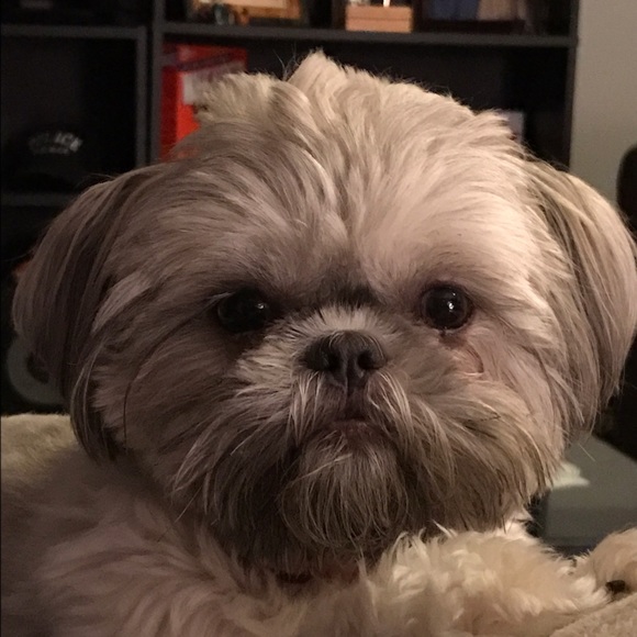 Profile Picture of Tracy Kyger (@squeedunk) on Poshmark