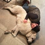 Profile Picture of Corey Reis (@therealcoreyreis) on Instagram